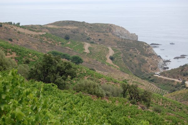 vignoble_banyuls_collioure_24